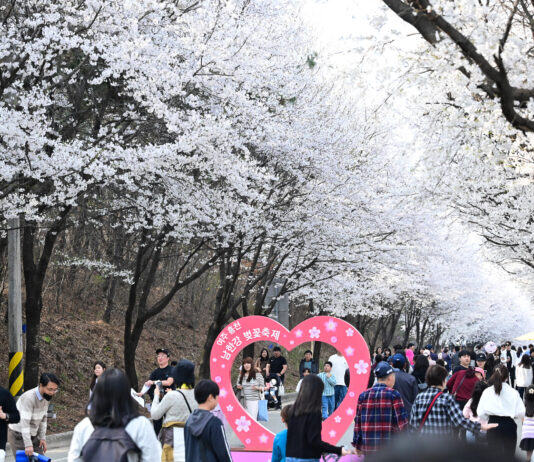 봄바람 따라 달린다, 경기도 지방도 벚꽃 드라이브 코스 3선 추천
