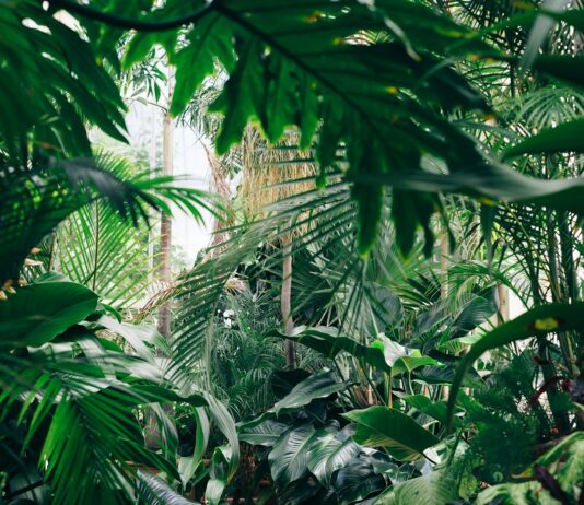 “식물 키우다 내 마음도 달라졌어요”… 그린 테라피, 우울감 줄이는 새로운 습관 area covered with green leafed plants