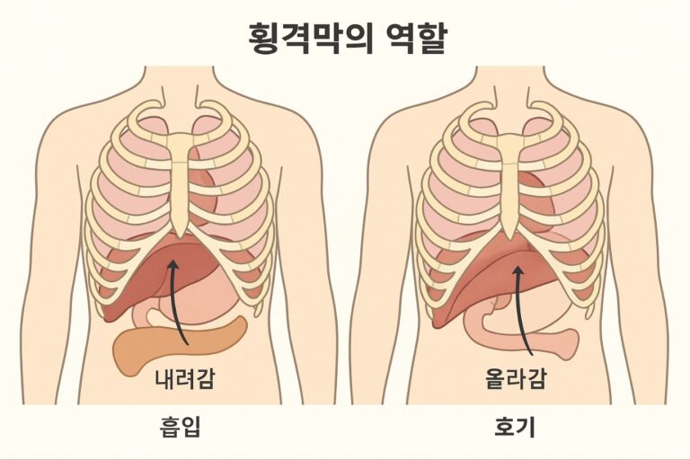 인체 균형의 숨은 중심, ‘횡격막 근막’의 역할 주목 | W필라BS뉴스