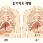 인체 균형의 숨은 중심, ‘횡격막 근막’의 역할 주목