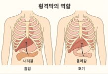 인체 균형의 숨은 중심, ‘횡격막 근막’의 역할 주목