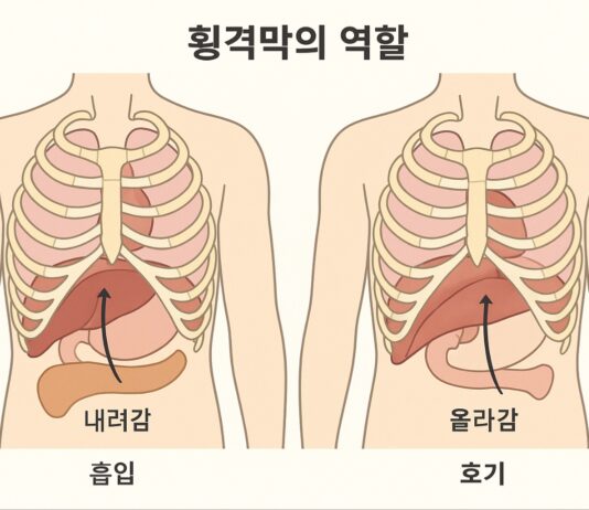 인체 균형의 숨은 중심, ‘횡격막 근막’의 역할 주목